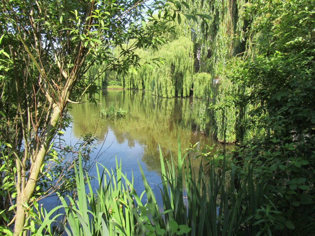 Knappteich Yorckgebiet Chemnitz